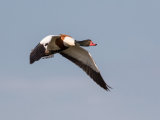 Shelduck