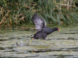 Moorhen