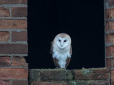 Barn Owl