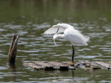 Little Egret