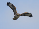 Buzzard