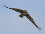 Buzzard