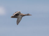 Gadwall