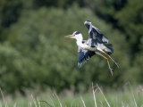 Grey Heron