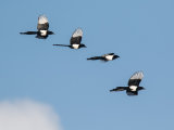 Magpie