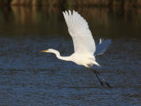 Great Egret
