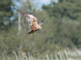 Marsh Harrier