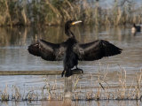 Cormorant