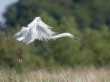 Great Egret