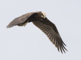 Marsh Harrier