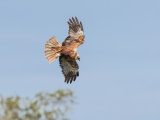 Marsh Harrier