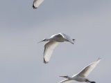 Spoonbill