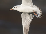 Black Headed Gull