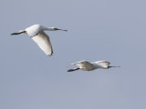 Spoonbill