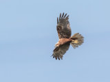 Marsh Harrier
