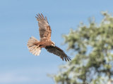 Marsh Harrier