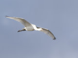Spoonbill