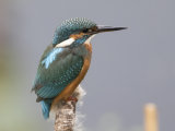 Kingfisger