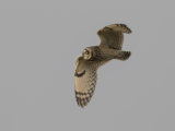 Short Eared Owl