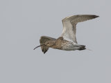 Curlew