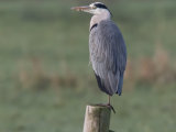 Grey Heron