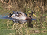 Mallard