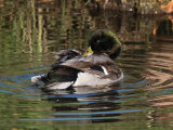 Mallard