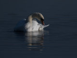 Mute Swan