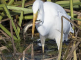 Little Egret