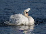 Mute Swan