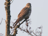 Kestrel
