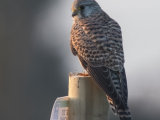 Kestrel