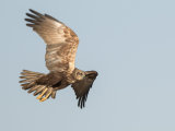 Marsh Harrier