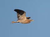 Bittern