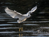 Little Egret