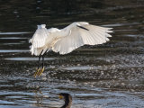 Little Egret