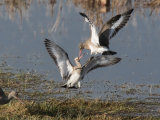 Black Tailed Godwit