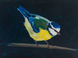 Blue Tit 1