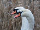 Mute Swan
