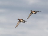 Wigeon