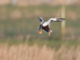 Shoveler