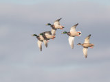 Mallard