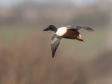 Shoveler