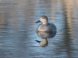 Gadwall