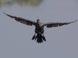 Cormorant