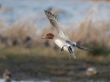 Wigeon