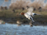 Wigeon