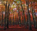 Autumn Beech 3