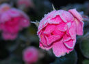 December Rose 1