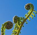 Ferns Unfurling